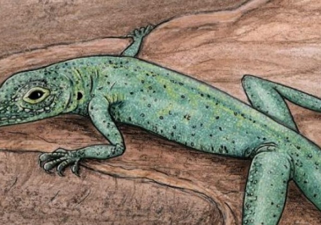 jaszczurka ze szkocji