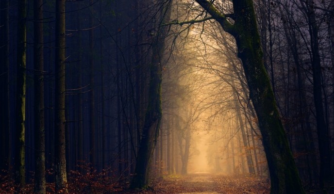 pexels-photo-1102912