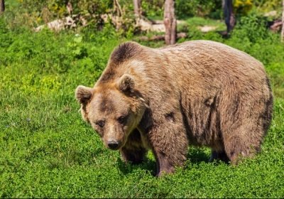 niedźwiedzie w beskidzie