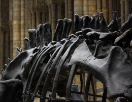 big_pexels-photo-236482