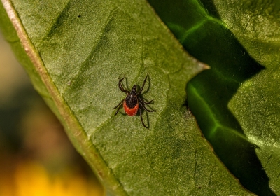 choroby odkleszczowe