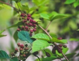 nature-red-bush-young