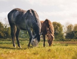 pexels-photo-2325007