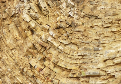 skamieniałości ptaków